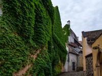 Seitengasse mit Wildem Wein bedeckter Hauswand - Szentendre - Ungarn